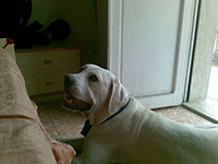 cane corso white